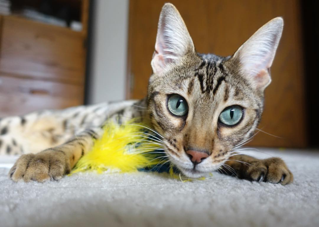 林丹校园演讲强调坚持与热爱,林丹体育精神