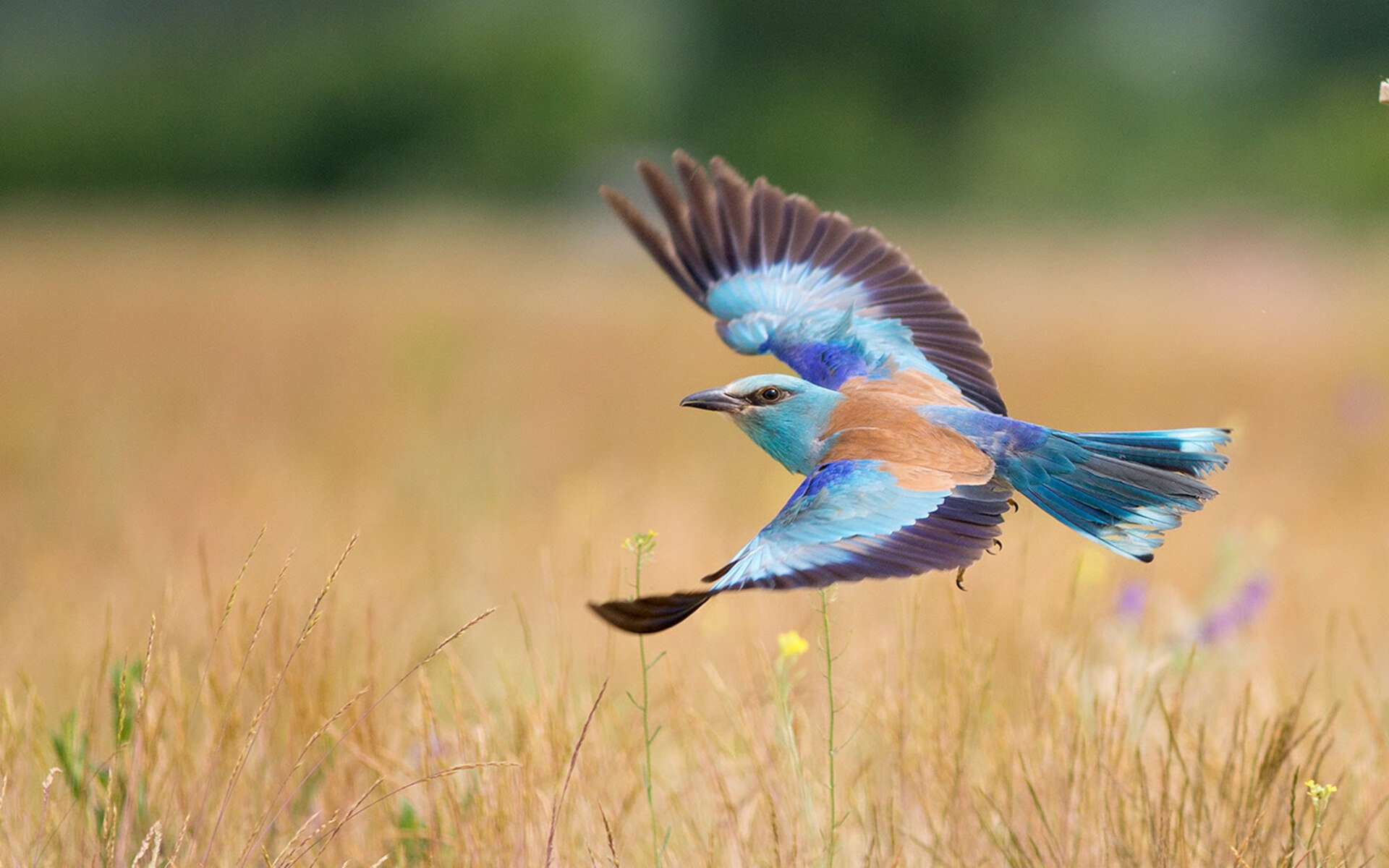 格鲁吉亚女篮在欧洲锦标赛中表现积极,迈向国际舞台,格鲁吉亚篮球厉害吗