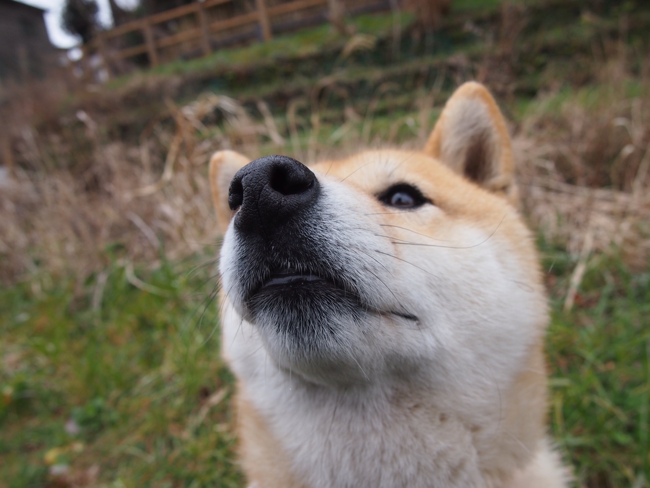 美洲杯火力全开:明星球员精彩表演耀眼全场,美洲 杯