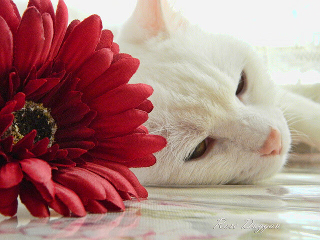 英超惊心动魄:逆转攻势令人心跳加速,英超逆袭夺冠