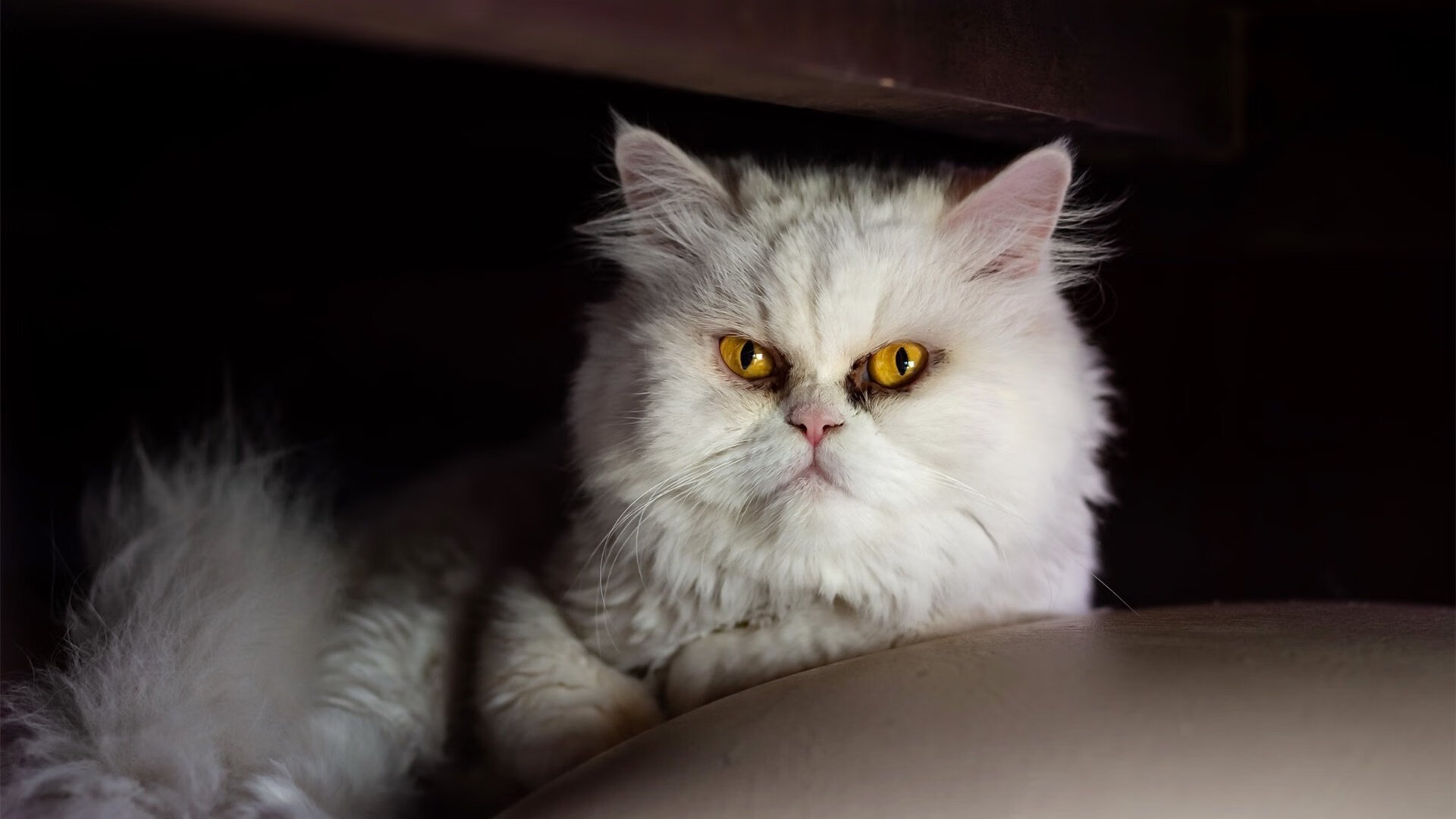 蛙泳冲刺吉尔吉斯斯坦稳中求胜,吉尔吉斯斯坦游泳运动员